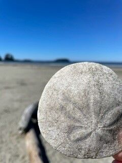 a perfect sand dollar, with a skeleton that looks like a flower, sits in the foreground against a blurry beach and ocean backdrop. 