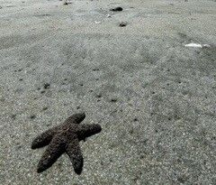 a small sea star lies on the sandy beach, limbs spread wide