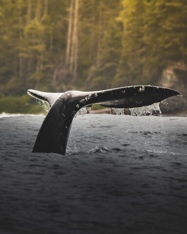 2025 Pacific Rim Whale Festival 