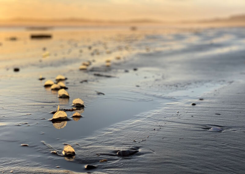 Velella Velella on Long Beach Spring