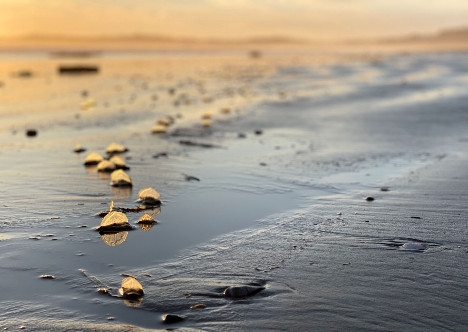 Velella Velella on Long Beach Spring