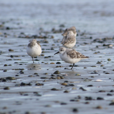 Tofino Shorebird Festival Tofino