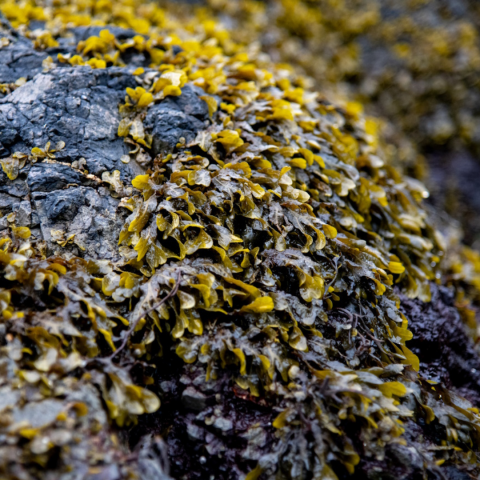 Seaweed of the West Coast Raincoast Education Society 
