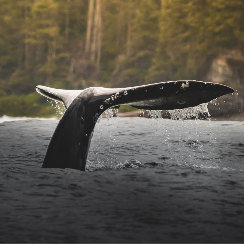 Pacific Rim Whale Festival 2025 West Coast NEST Newsletter
