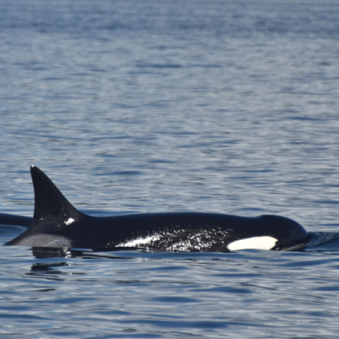 Pacific Rim Whale Festival Southern Resident Killer Whales