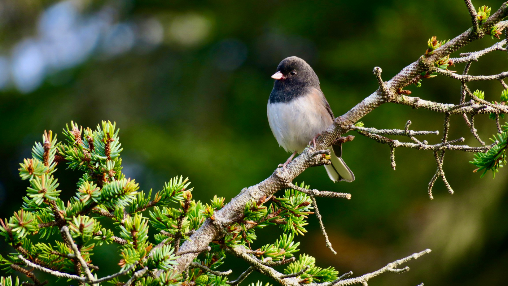 Bird perched on a branch