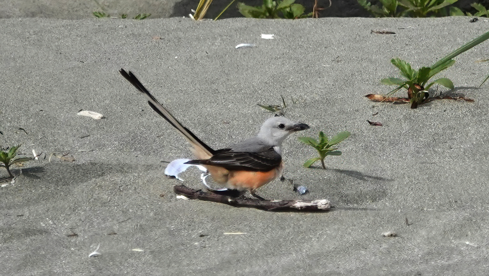 Scissor-Tailed Fly Catcher on the beach
