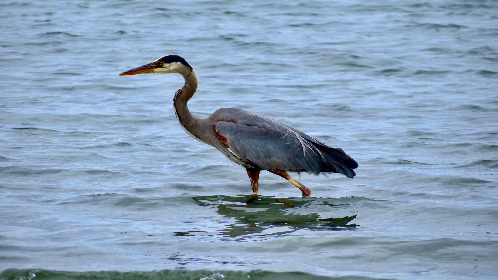 A heron bird wading through water 