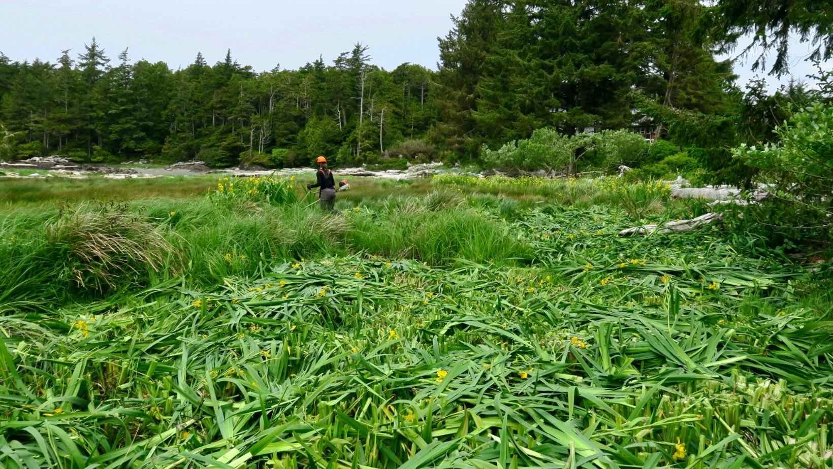 Someone removing Yellowflag Iris invasive species at Kimoto park