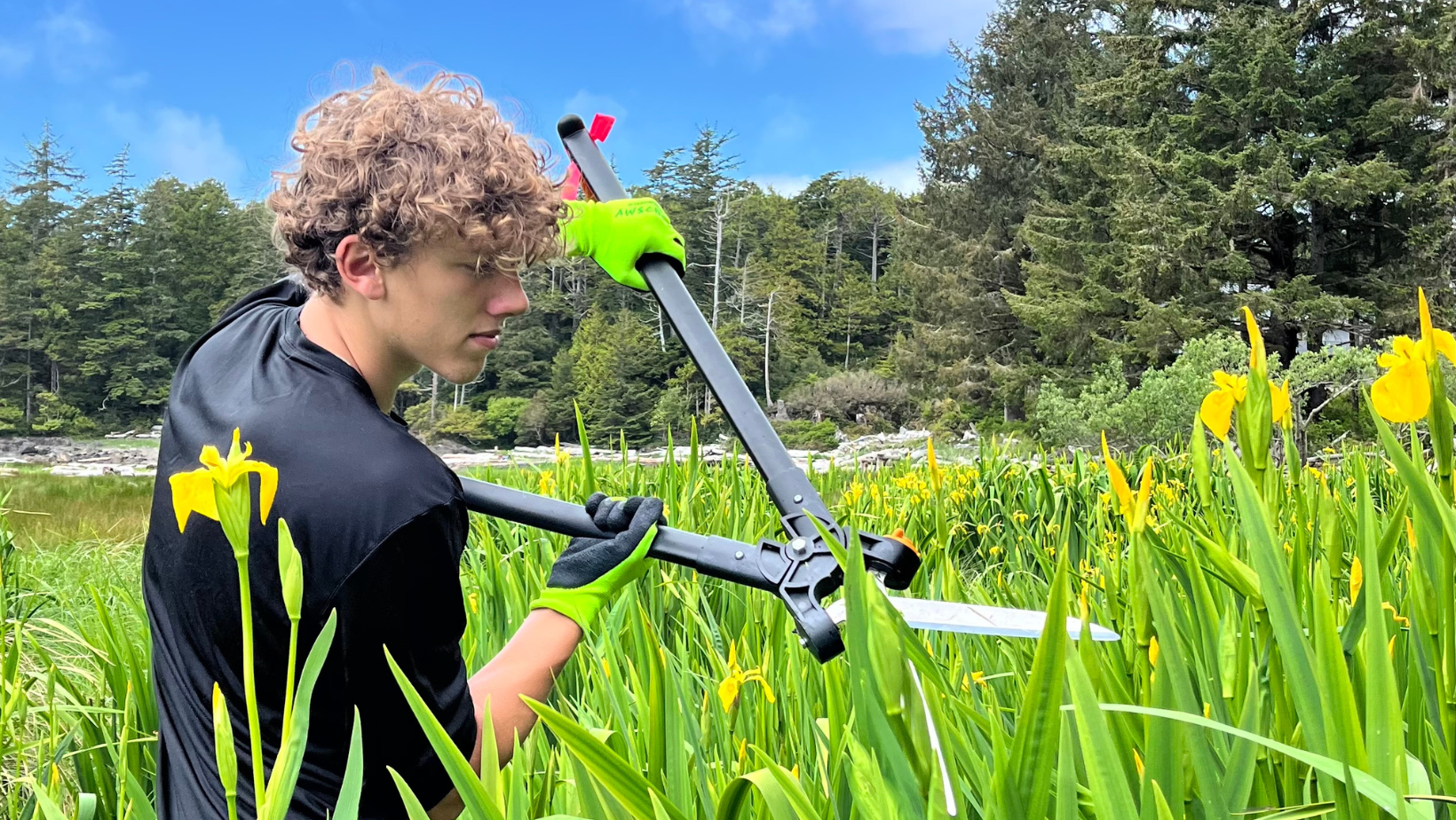 Riley clipping down Yellow-Flag Iris
