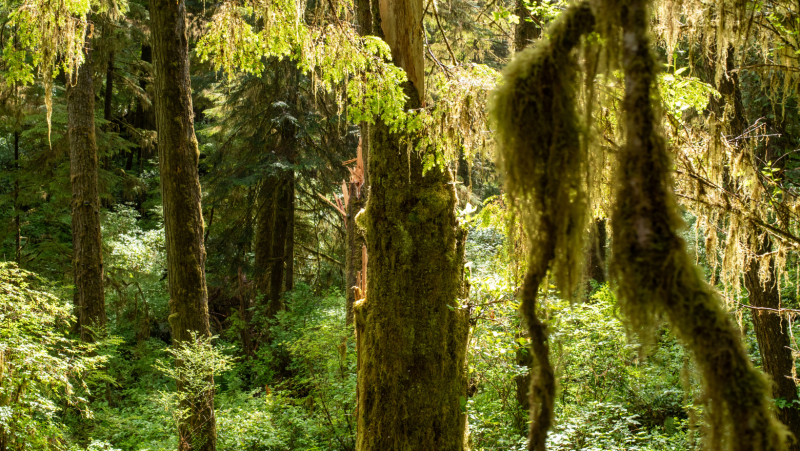 rainforest trail