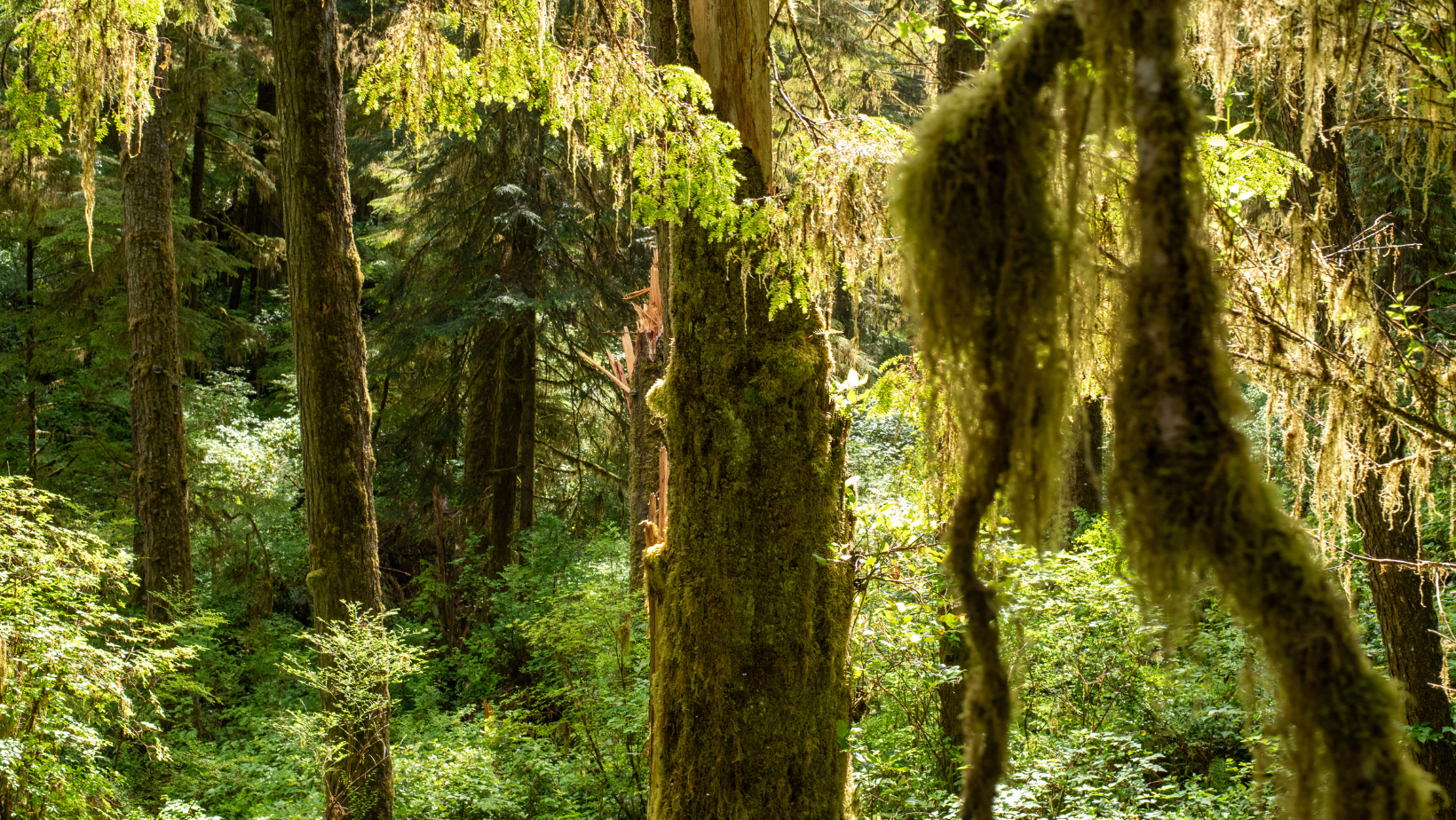 rainforest trail