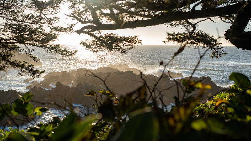 West Coast NEST Winter Newsletter